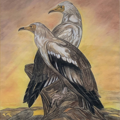 Couple de vautour percnoptères, vers 1930.